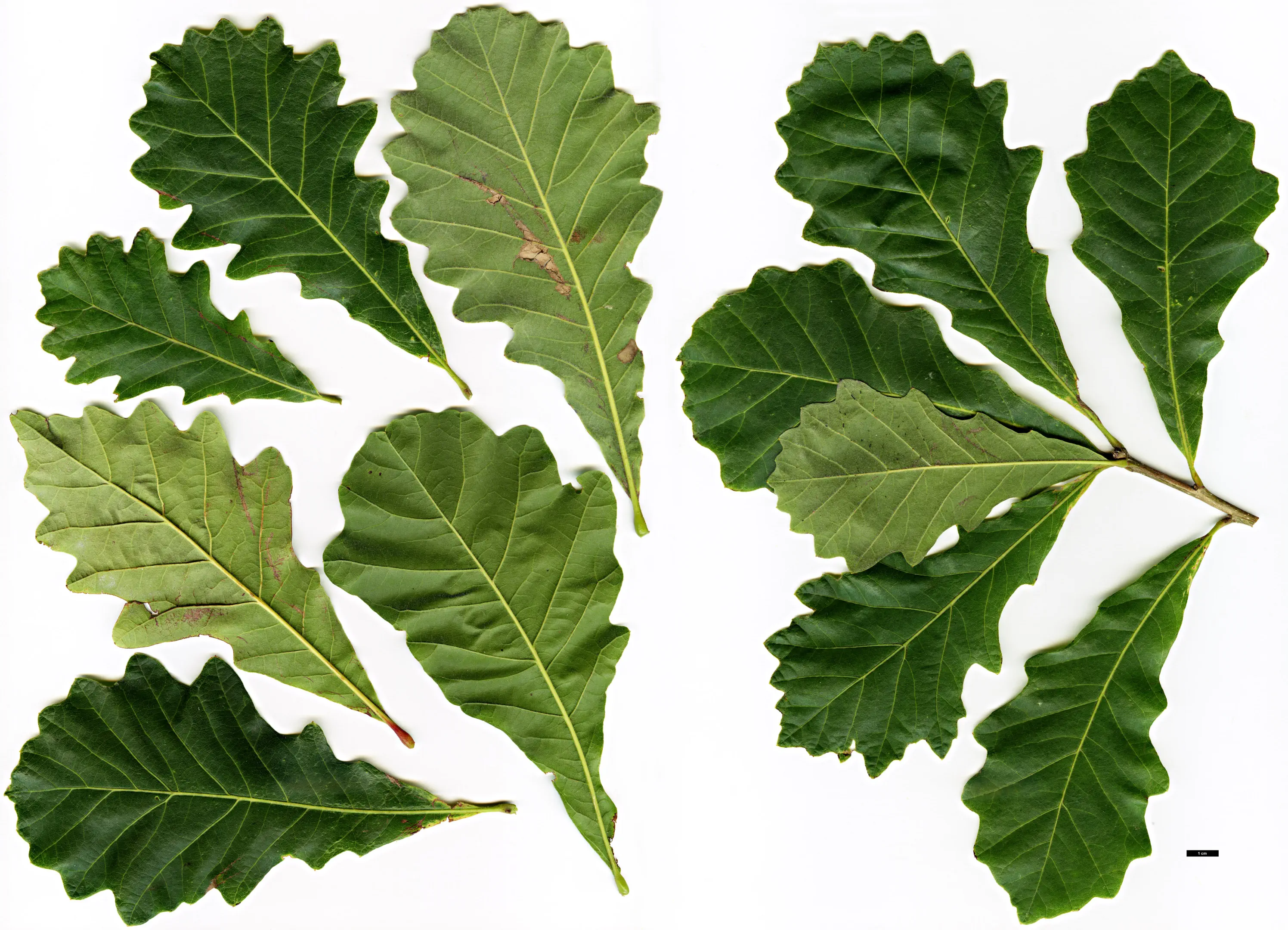 Image from stockplant at Pavia Nurseries (Belgium), 2010